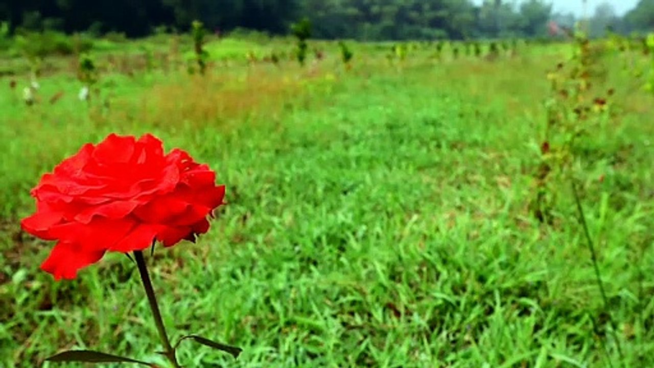 Kebun bunga mawar di pedesaan Nglengkong, Sleman, Yogyakarta.