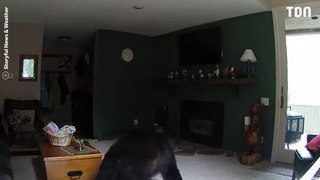 Un ours rentre par effraction dans une maison pour y jouer du piano
