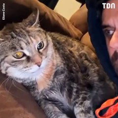 Ce chat ne veut pas de câlins….