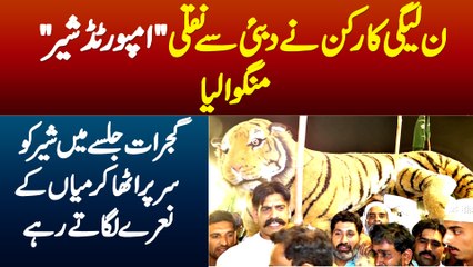 PMLN Gujrat Jalsa Me Karkun Ne Dubai Se Naqli Imported Lion Mangwa Lia - Sar Pe Utha Ke Naray Lagaye