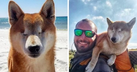 États-Unis : une chienne aveugle parcourt une randonnée de 1800 kilomètres pour retrouver confiance en elle