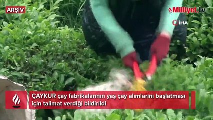 ÇAYKUR, yaş çay alım kampanyasını başlattı