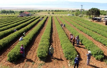 GÜLÜN SERÜVENİ ISPARTA'DA ZİYARETÇİLERE ANLATILIYOR