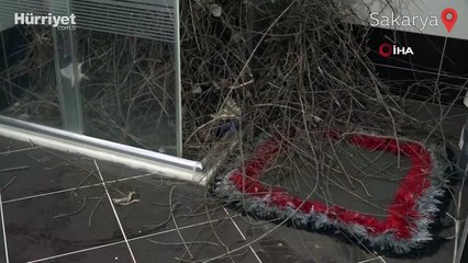 Kargalar banyo camından içeri girip duşakabini ağaç dallarıyla doldurdu