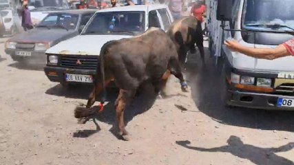 Télécharger la video: Boğalar arenaya sığmadı, park halindeki bazı araçlar zarar gördü