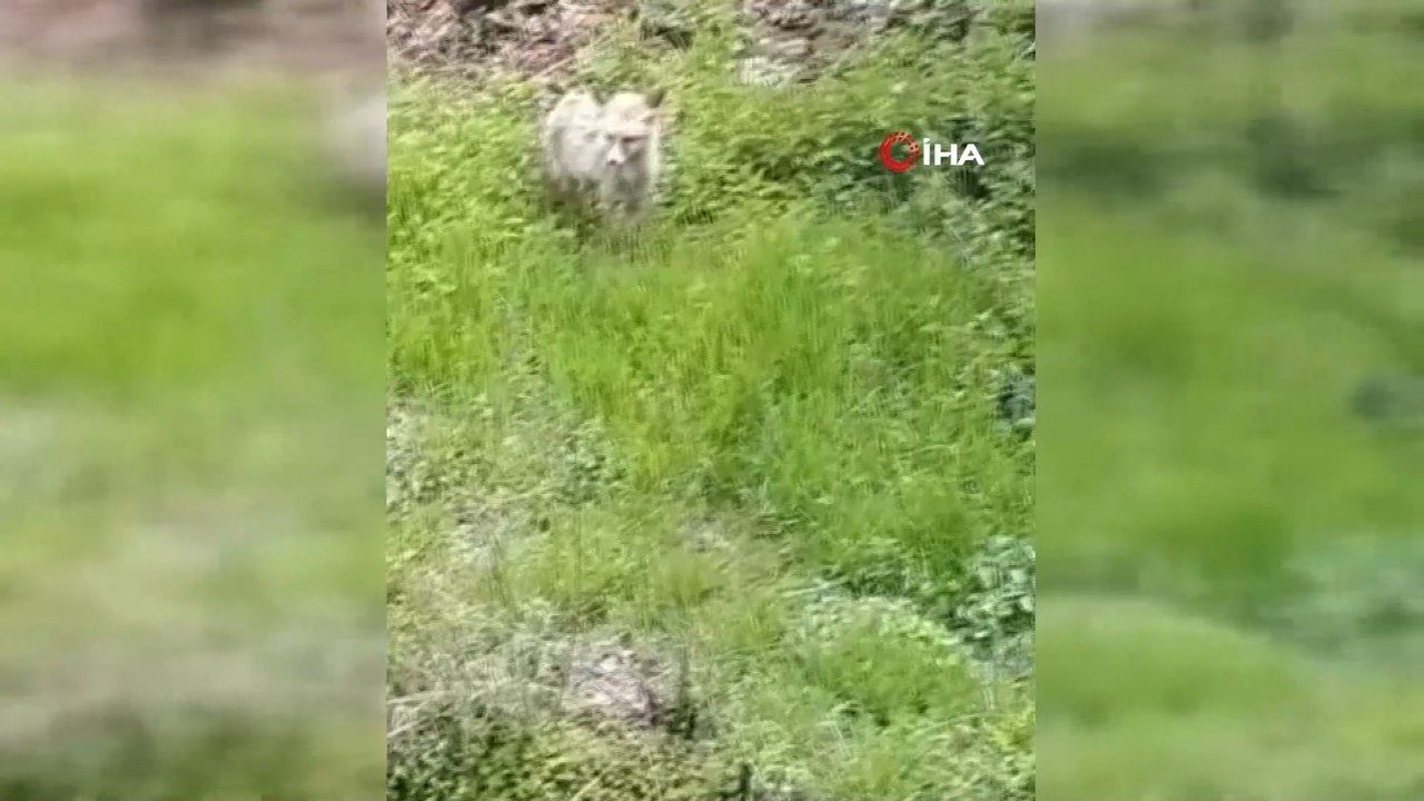 Kars’ta tilkinin kedi ile sınavı