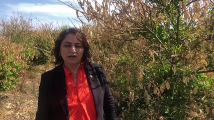 Müzeyyen Şevkin: "Tarsim, Mayıstan Önceki Donlar İçin Ödeme Yapmıyor"