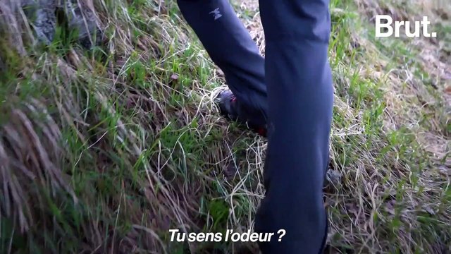 170 bouquetins risquent d'être abattus en Haute-Savoie