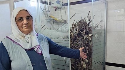 Ev sahibi şaşkın! Kargalar, 2 yıldır boş duran evin banyosunu çöp ve dallarla doldurdu
