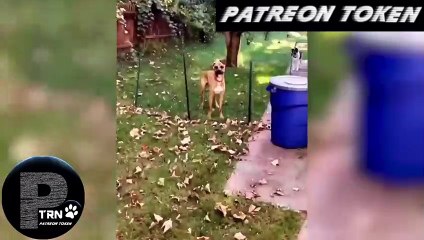 Patreon Token 01 - Cats and Dogs at their Funniest and Cutest - Funny Pet Animals' Lives