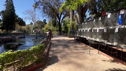 Malta'da 600 horoz birincilik için yarıştı