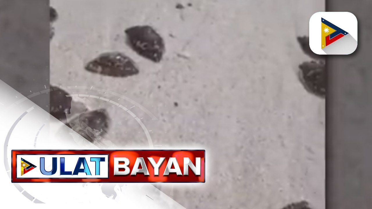 Pagdagsa ng maliliit at itim na dikya sa ilang bahagi ng Boracay, itinuturing ng DENR na natural occurrence