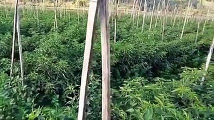 Hasil pupuk organik eco farming pada tanaman cabe