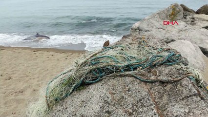 Karadeniz'de yunus ölümleri sürüyor: Sürmene mezarlığa döndü