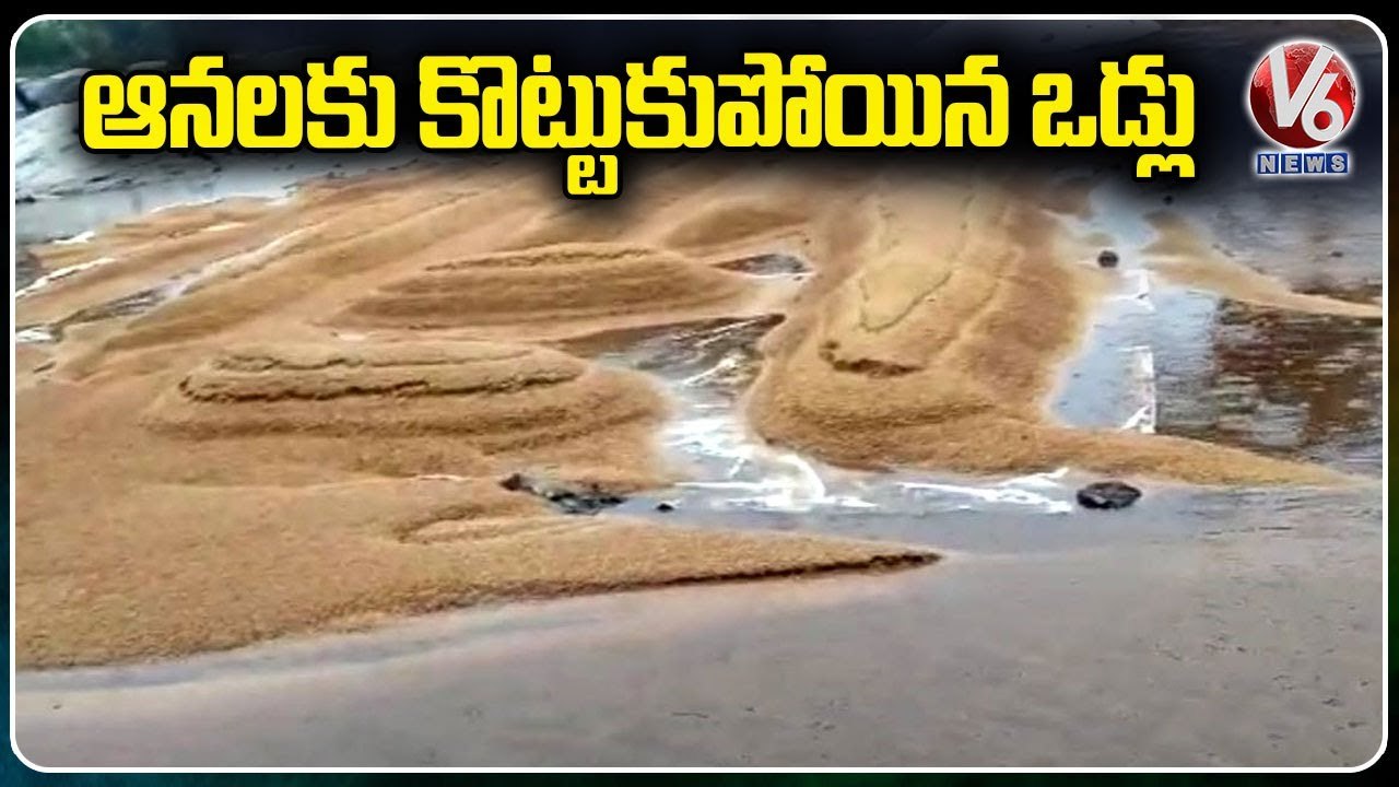Farmers Suffer As Rains Cause Damage to Paddy Stocks in Medak _ V6 News