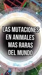 LAS MUTACIONES EN AMIMALES MAS RARAS DE EL MUNDO ☢