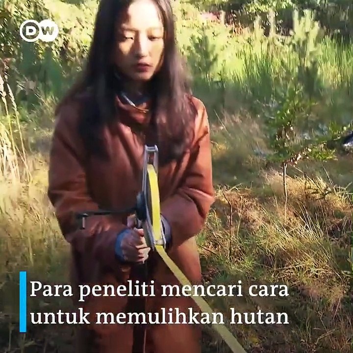 Begini Cara Peneliti Memeriksa dan Memulihkan Pohon yang Sakit di Hutan Jerman