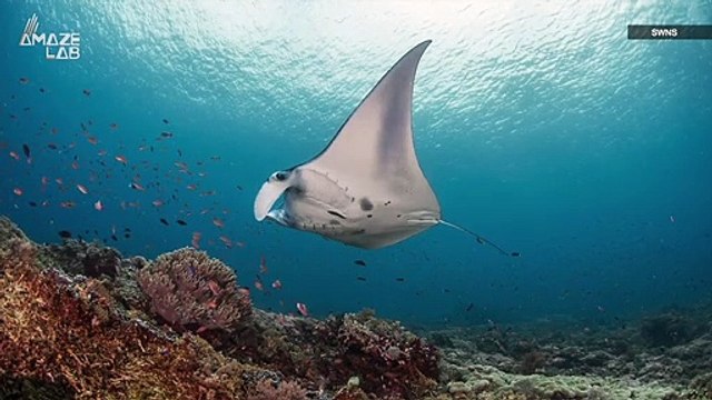 Giant Manta Ray Squadrons Photographed in Indonesia