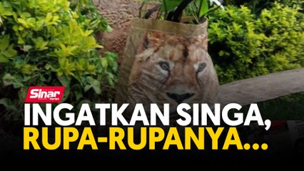 Ingatkan singa, rupa-rupanya...
