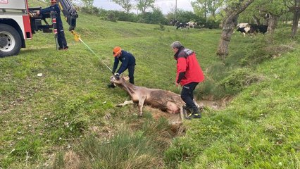 Dereye düşen inek vinçle kurtarıldı