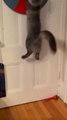 Kitten Jumps High to Get Stuff From Considerable Height
