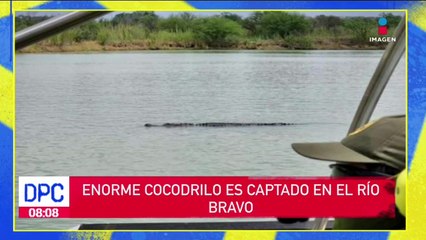 Enorme cocodrilo es captado en el Río Bravo