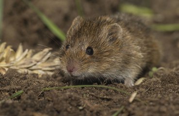 Scientists reverse memory loss in mice with brain fluid injection