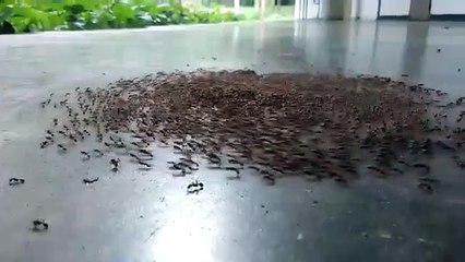 Il filme un festival de fourmi... circle pit de metaleux