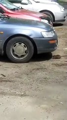 Un corbeau harcèle un rat et ce n'est vraiment pas cool de sa part