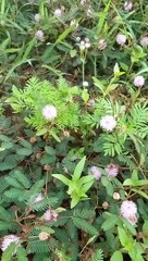 Wawww cara lebah mencari madu