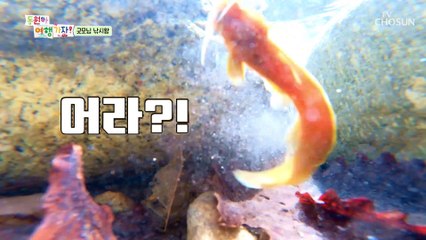 이걸 잡혔네 feat. 사슴 삼촌에게 당한 동원이 TV CHOSUN 220516 방송