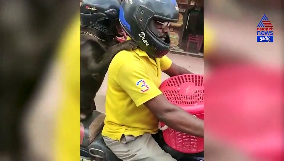 ஹெல்மெட் போட்டு பைக் பின்சீட்டில் உட்கார்ந்து ஹாயாக வலம் வரும் நாய்... சென்னையில் நடந்த அட்ராசிட்டி வீடியோ..!