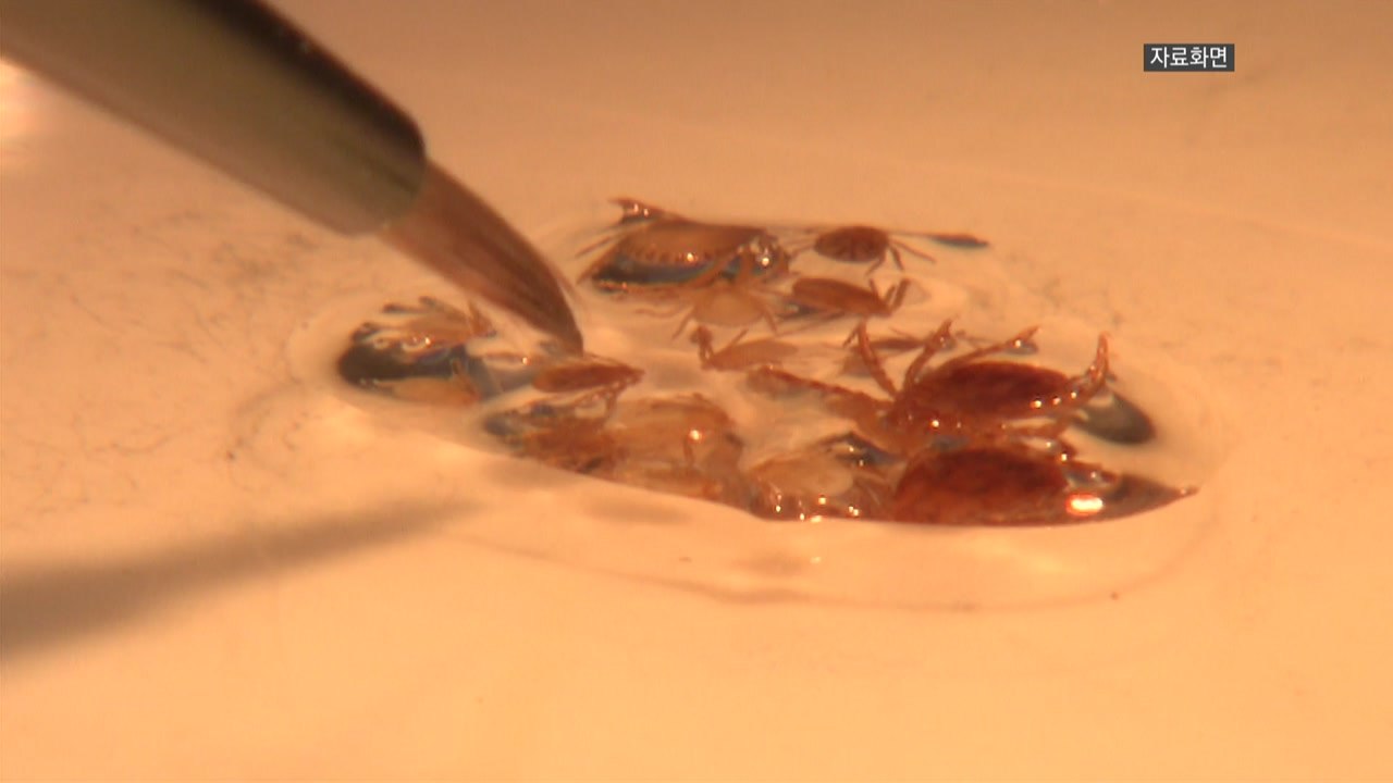 진드기 매개 SFTS 올해 첫 사망자 발생..."야외 활동 조심" / YTN