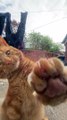 Rusty the Cat Scratches Against Glass to be Let in