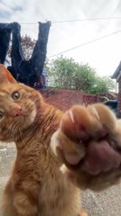 Rusty the Cat Scratches Against Glass to be Let in