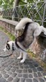 Kyra the Husky does Handstand to Pee
