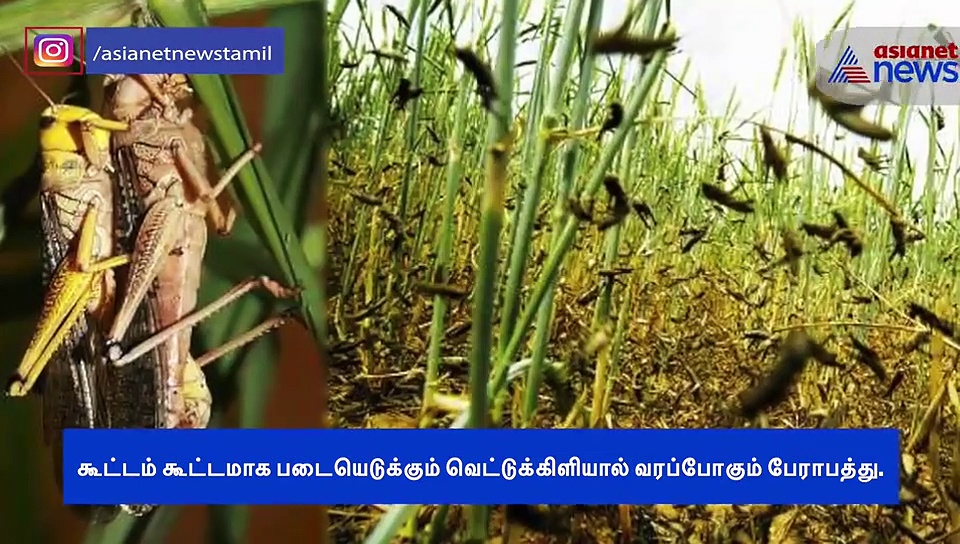 கூட்டம் கூட்டமாக படையெடுக்கும் வெட்டுக்கிளி.. வரப்போகும் பேராபத்து..! வீடியோ