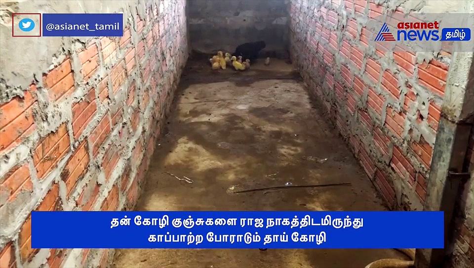 ராஜ நாகத்திடமிருந்து போராடி தன் குஞ்சுகளை மீட்ட தாய் கோழி..! வைரல் வீடியோ..