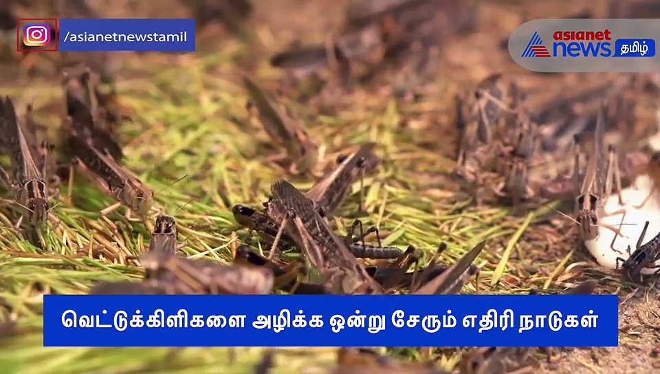 சிறிய வகை பூச்சியால் கைகோர்க்கும் இந்தியா- பாகிஸ்தான்..? வீடியோ..