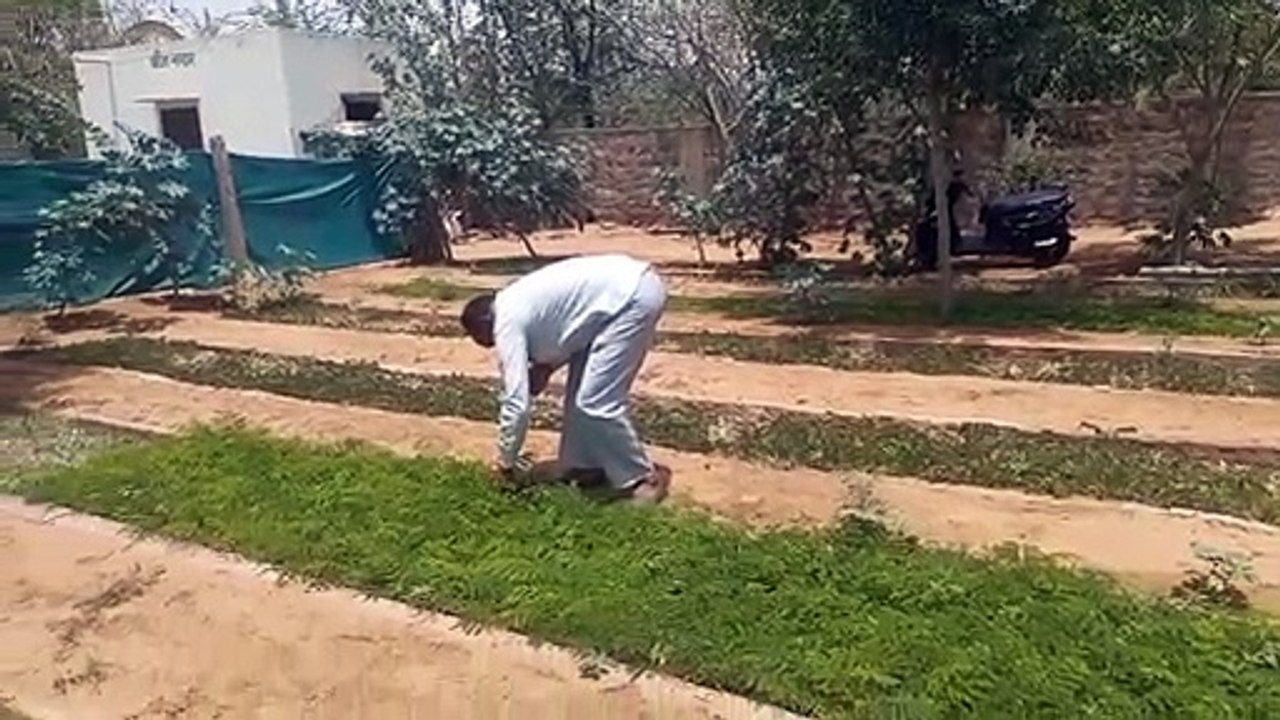 Forest workers are busy bringing greenery here....Video
