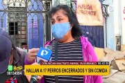 Maltrato animal en Barranco: hallan a 17 perros encerrados en casa y con desnutrición