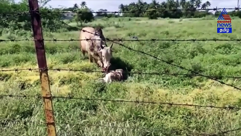 வயிற்றைக் குத்திக் கிழித்த வளர்த்த காளை.. அப்பாவும், மகனும் போராடும் திக் திக் வீடியோ..!
