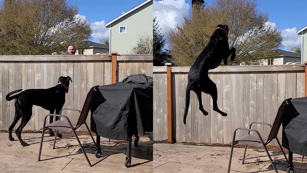 are great danes fence jumpers