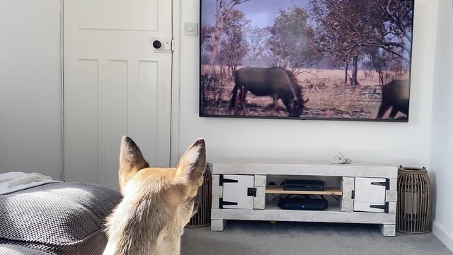 'Softhearted pup finds it hard watching wildebeest getting attacked by cheetahs '