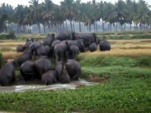 இவ்வளவு பெரிய கூட்டத்தை பார்த்து இது அமேசான் காட்டு யானைகளான்னு ஆச்சரியப்படாதீங்க...! வீடியோ!!