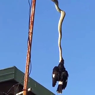 ஆண்டனா மேல் அமர்ந்திருந்த காக்காவை ஒரே கடியில் கொன்று ருசித்த பாம்பு! வீடியோ