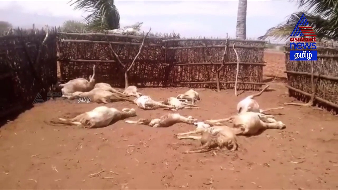 வெறி நாய்கள் கடித்து 30 ஆடுகள் பலி..! குழிதோண்டி புதைத்த அதிர்ச்சி வீடியோ..