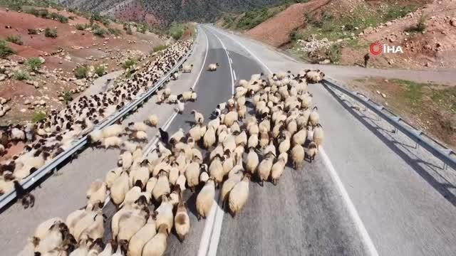 Yağışlar otlak alanlarını arttırdı, peynir fiyatları düşüşe geçti