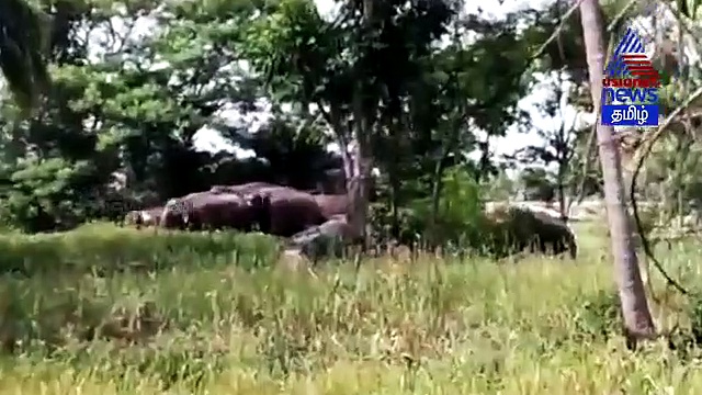 கூட்டமாக இறங்கிய யானைகள்..! ஓட்டம் பிடித்த பொதுமக்கள் வீடியோ..