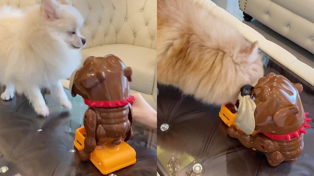 'Pomeranian can't stop getting spooked out by toy bulldog *Try Not to Laugh*'